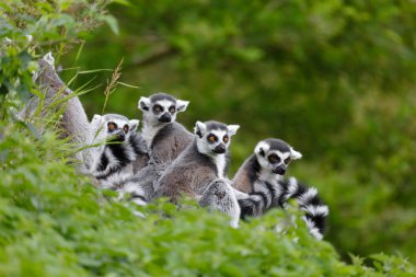 Lemur family clipart