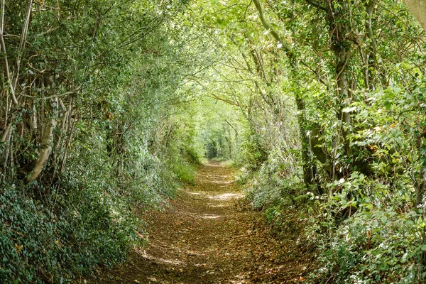 Caminho forrado em árvore — Fotografia de Stock