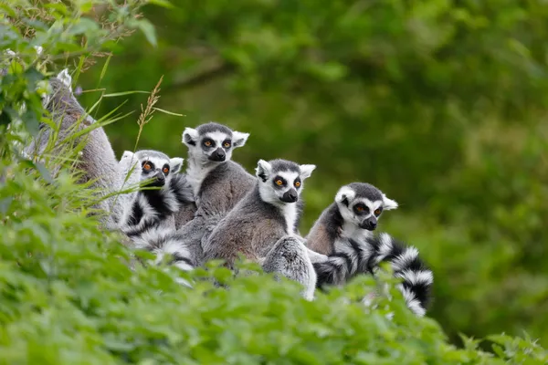 Lemur rodzina — Zdjęcie stockowe