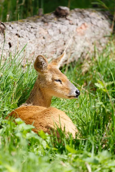 Chinesischer Wasserhirsch — Stockfoto