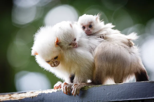 Marmoset family — Stock Photo, Image