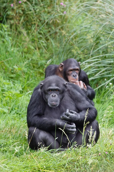 Шимпанзе, шимпанзе — стокове фото