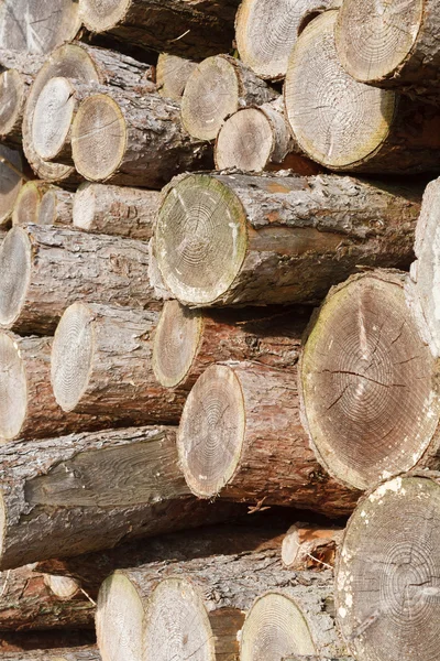 Log stack — Stok fotoğraf