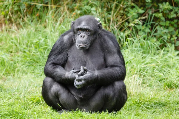 Chimpanzee ape — Stock Photo, Image