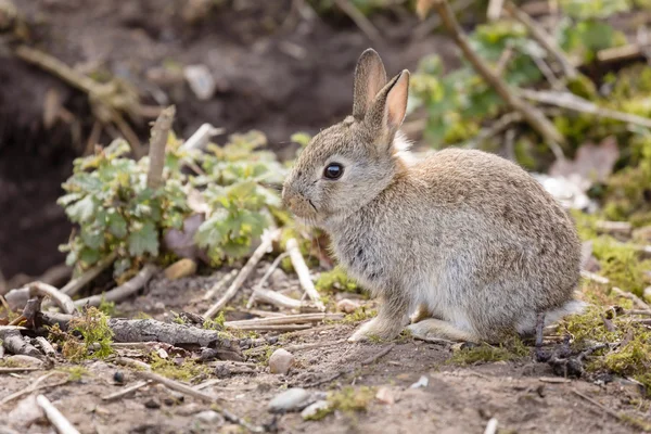 赤ちゃんウサギ — ストック写真