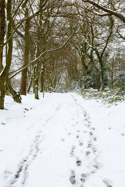 Woodland in sneeuw — Stockfoto