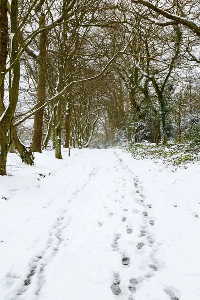 Floresta na neve — Fotografia de Stock