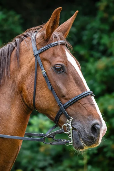 Profilo cavallo — Foto Stock