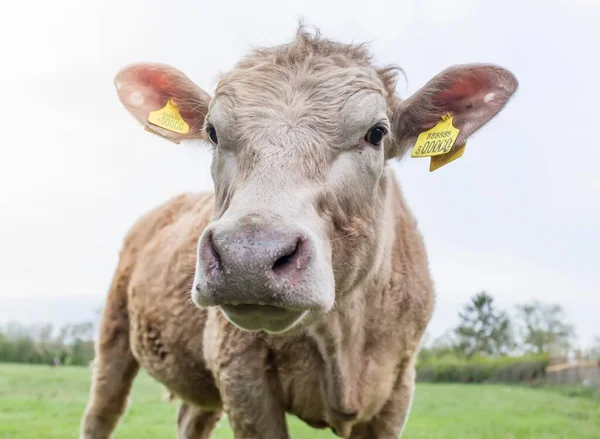 Young calf (Hereford cow) in field with ear tags, nose and face close to camera. Beef cattle UK