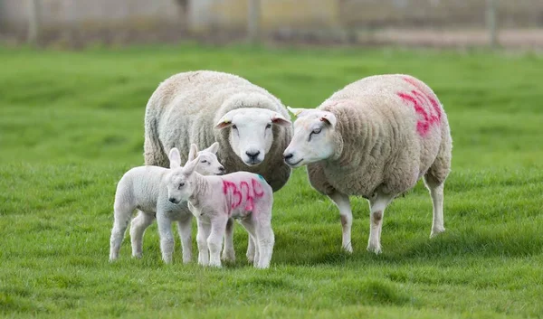 イギリスの羊農場の畑に生まれたばかりの赤ちゃんの子羊 — ストック写真