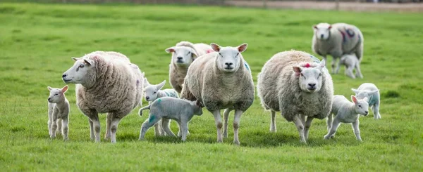 羊の群れや羊の群れ イギリスの田舎の農場で羊 — ストック写真