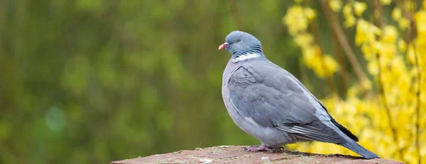 英国の庭で一般的な木製の鳩コロンバPalumbus コピースペース付きのパノラマバナーテンプレート — ストック写真