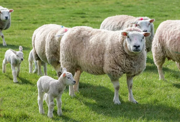 イギリスの農場の畑に生まれたばかりの子羊と羊の群れ — ストック写真