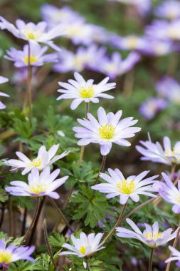 Anemone Blanda çiçekleri, İngiltere 'nin bahçe sınırında ilkbaharda açan çok yıllık bitkiler.