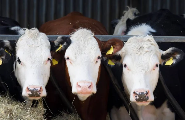 Jeunes Vaches Hereford Face Caméra Dans Une Étable Une Grange — Photo