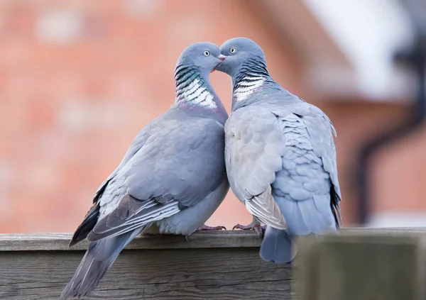 木製の鳩の鳥のキス 男性と女性のハトの結合 英国の庭での求愛儀式 — ストック写真