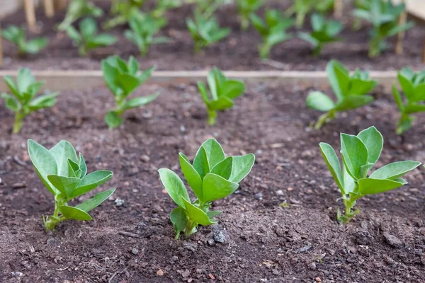 Mudas Fava Feijão Comum Semeadas Semeando Fora Jardim Reino Unido — Fotografia de Stock