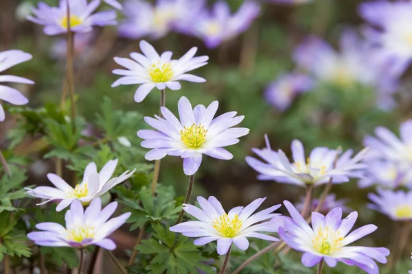 Anemone Blanda Flores Plantas Perenes Floração Primavera Uma Fronteira Jardim Fotos De Bancos De Imagens