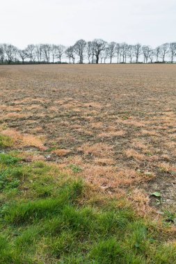 Glifosat, otları kontrol etmek için tarlaya püskürtülen kimyasal bir bitki öldürücü. Buckinghamshire, İngiltere