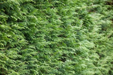 Evergreen bahçe çiti, leyland selvisi (leylandii), Birleşik Krallık bahçesindeki yaprakların kapatılması