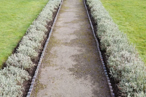 Garden path with edging and dwarf lavender borders. Landscaped garden in winter, UK