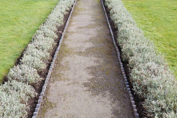 Садовая дорожка с кромкой и карликовой лавандой. Ландшафтный сад зимой, Великобритания