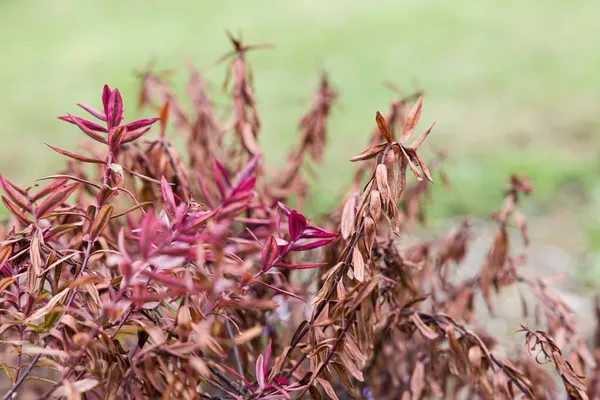 Frost Damage Plant Damaged Cold Temperature Winter Weather Hebe Plant — Stock Photo, Image