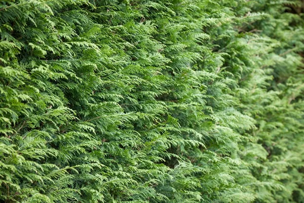 Immergrüne Gartenhecke Leyland Zypresse Leylandii Nahaufnahme Von Blättern Britischen Garten — Stockfoto