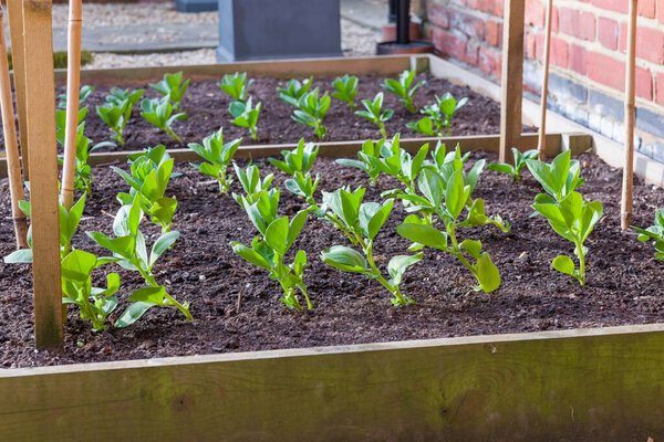 Растения, растущие за пределами дома на приподнятой грядке, в саду Великобритании