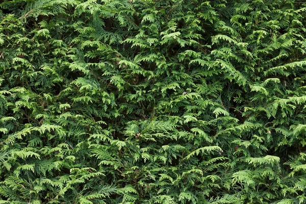 Evergreen Trädgård Hedge Cupressus Leylandii Leyland Cypress Full Ram Mönster — Stockfoto
