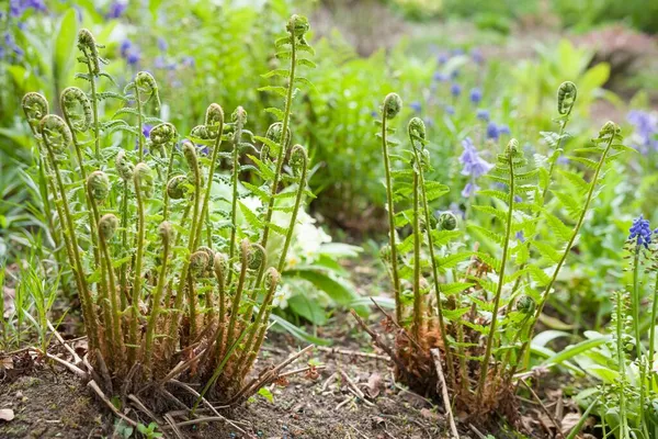 Άνθη Dryopteris Filix Mas Ξυλόσπερμα Φυτά Που Αναπτύσσονται Ένα Κήπο — Φωτογραφία Αρχείου