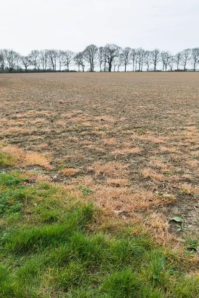 Glifosato Herbicida Químico Pulverizado Campo Para Controlar Ervas Daninhas Buckinghamshire Imagens De Bancos De Imagens Sem Royalties