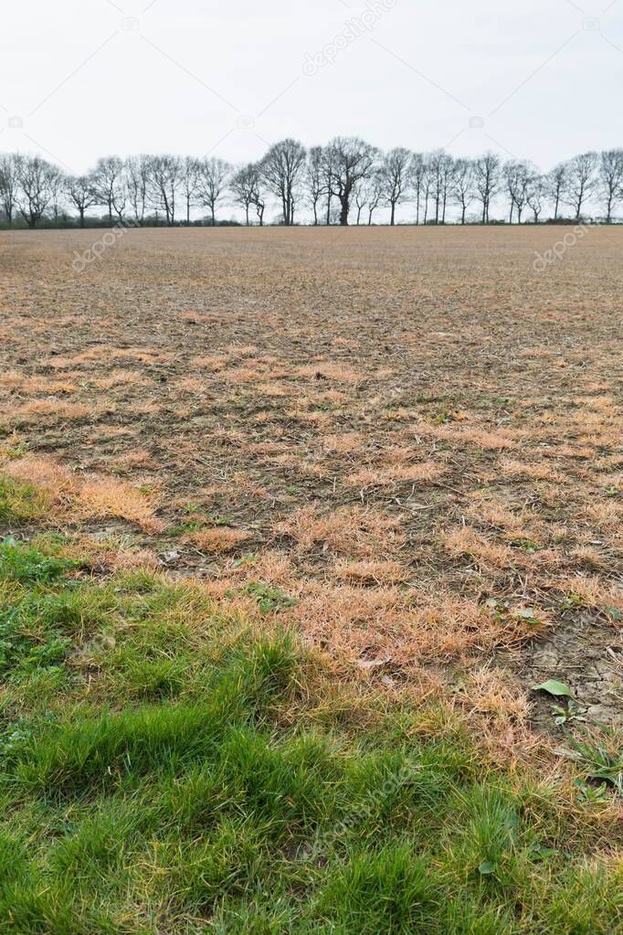 Glyphosate, a chemical herbicide, sprayed on a field to control weeds. Buckinghamshire, UK