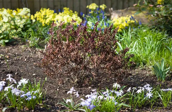 Frost Danificado Planta Arbusto Hebe Morto Canteiro Flores Inverno Jardim — Fotografia de Stock