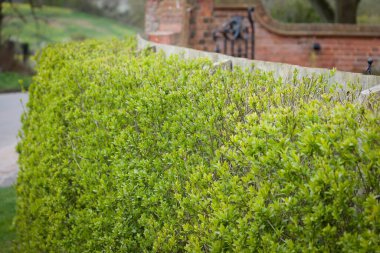İngiltere bahçesinin dışındaki Privet Hedge, ligustrum vulgare (vahşi mahrem bölge))