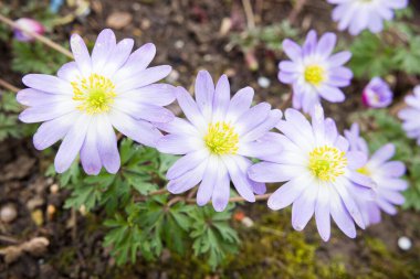 Anemone Blanda çiçekleri, Balkan şakayığı ya da kış rüzgârçiçeği, İlkbaharda İngiltere bahçe sınırında açan bitkiler