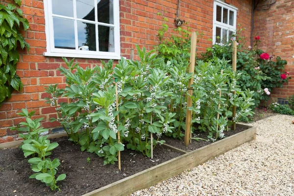 Plantes Haricots Larges Fleur Poussant Dans Lit Surélevé Jardin Potager — Photo