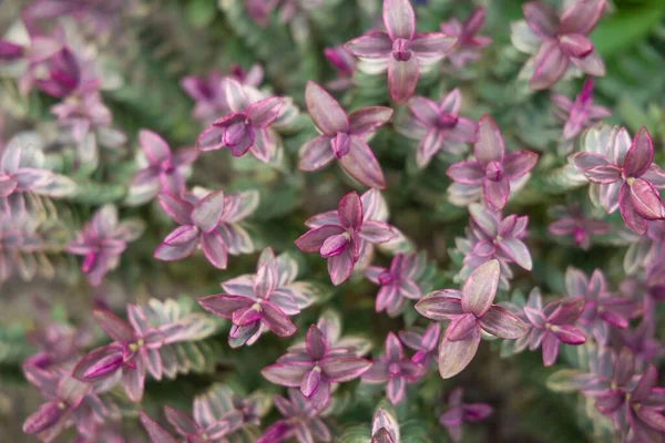 Hebe Silver Dollar Close Variegated Foliage Garden — Stock Photo, Image