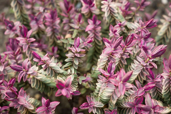 Hebe Albicans Dólar Prata Perto Folhas Jardim Reino Unido — Fotografia de Stock