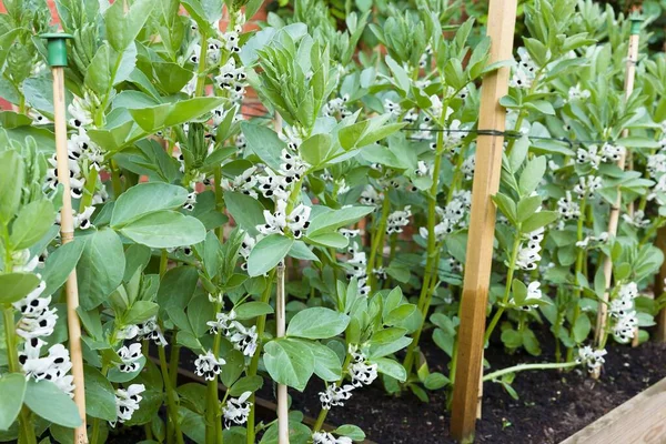 Closeup Broad Beans Fava Beans Plants Growing Flowers — Stock Photo, Image