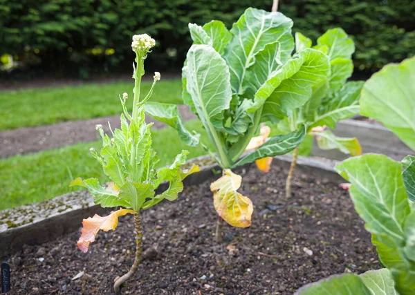 Gescheiterter Blumenkohl Blindknospe Der Einem Garten Wächst Gemüse Oder Ernteausfälle — Stockfoto