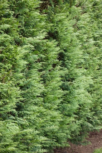 Evergreen Leylandii Hedge Detail Ohraničení Jehličnanů Zahradě — Stock fotografie