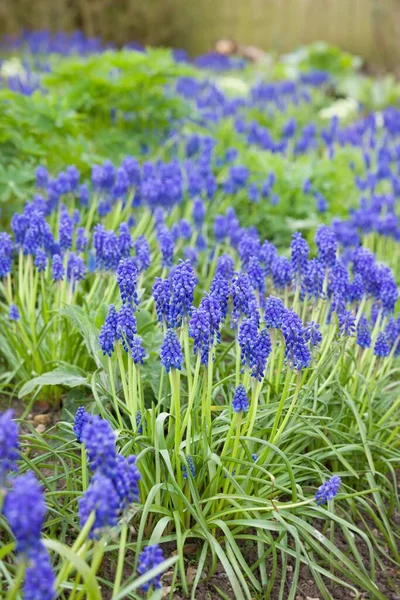 Flores Jacinto Uva Muscari Armeniacum Plantas Bulbo Que Florescem Primavera — Fotografia de Stock