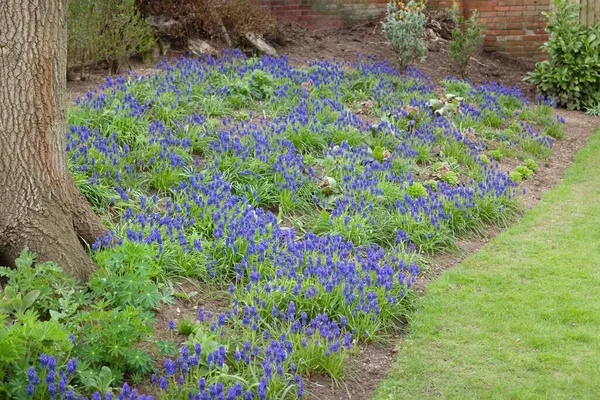 葡萄风信子花 Muscari Πiacum 球茎植物 春天在英国花园花坛开花 — 图库照片