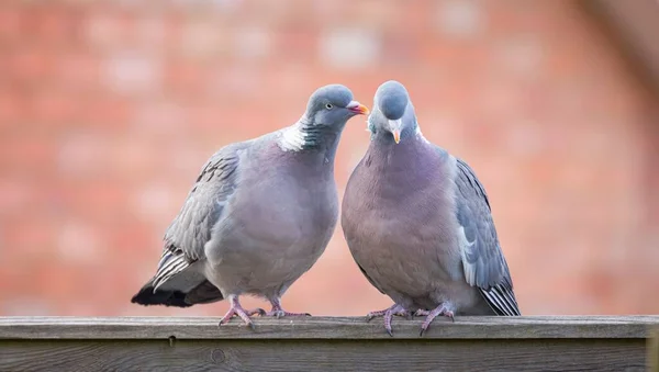 Rituel Cour Des Pigeons Des Bois Dans Jardin Britannique — Photo