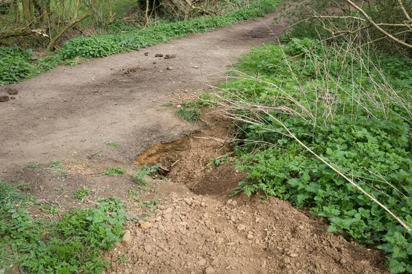 Badger Sett Burrow Ζημία Στην Άκρη Ενός Bridlepath Μονοπατιού Στο — Φωτογραφία Αρχείου