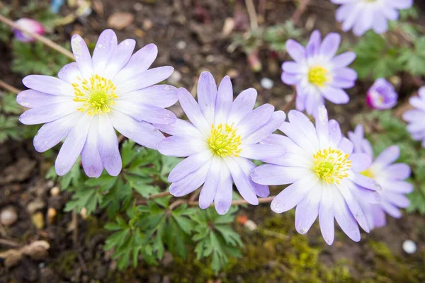 Anemone Blanda Kwiaty Anemon Bałkański Lub Wiatrak Zimowy Wieloletnie Rośliny — Zdjęcie stockowe