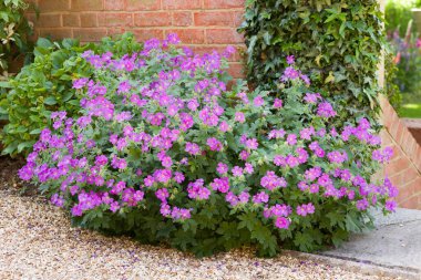 Geranium sylvaticum (wood cranesbill), a hardy perennial with purple flowers growing in an English cottage garden in spring, UK clipart