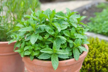 Nane bir saksıda yetişiyor. İngiltere 'de bir bitki bahçesinde taze yeşil nane (mentha spicata).