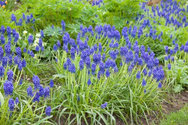 Muscari çiçekleri, (üzüm sümbülü, muscari armeniacum) ilkbaharda İngiltere 'nin bir bahçe sınırında çiçek açan ampul bitkileri